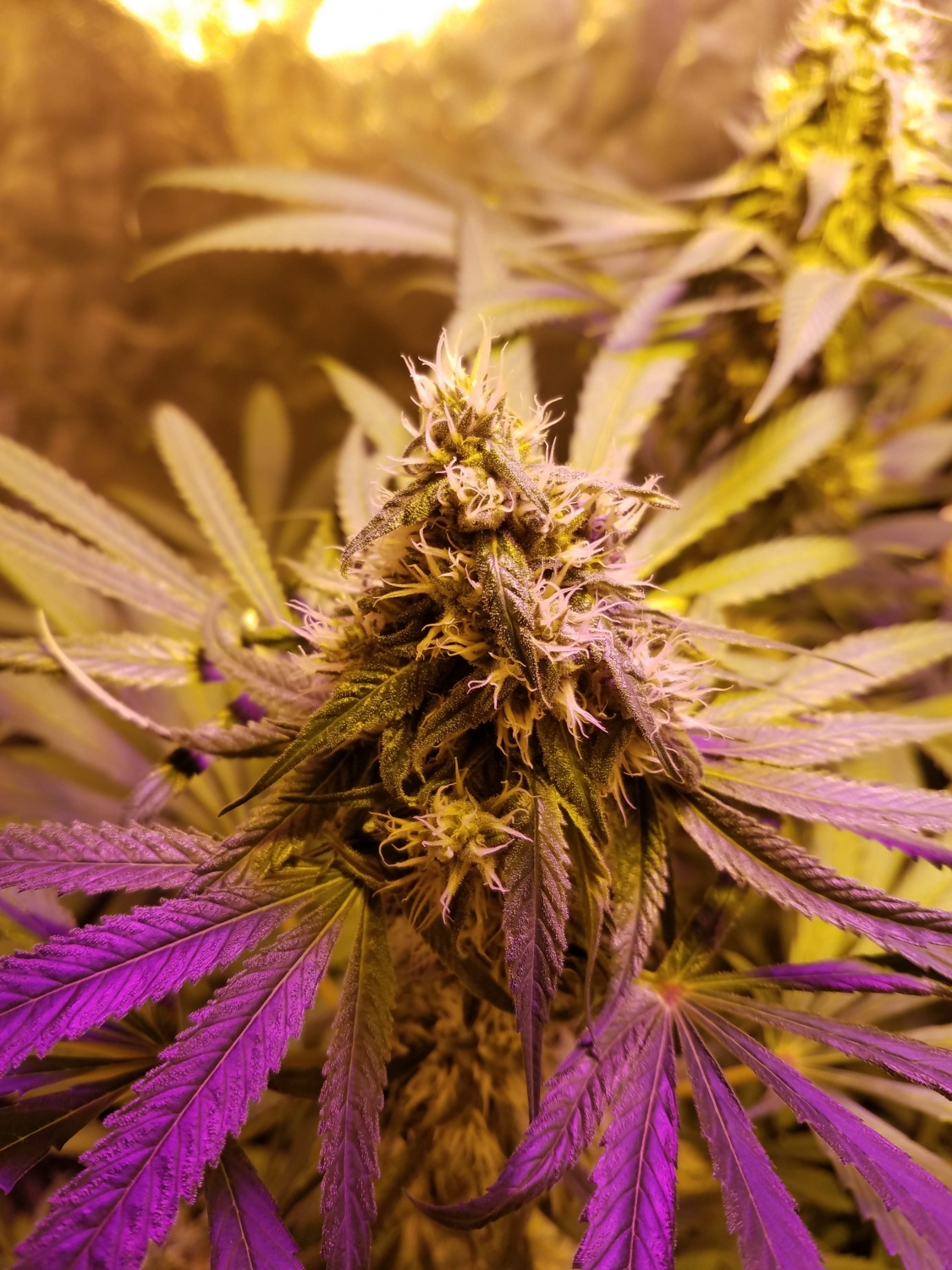 Pineapple Kush Strain Info / Pineapple Kush Weed By MSNL GrowDiaries