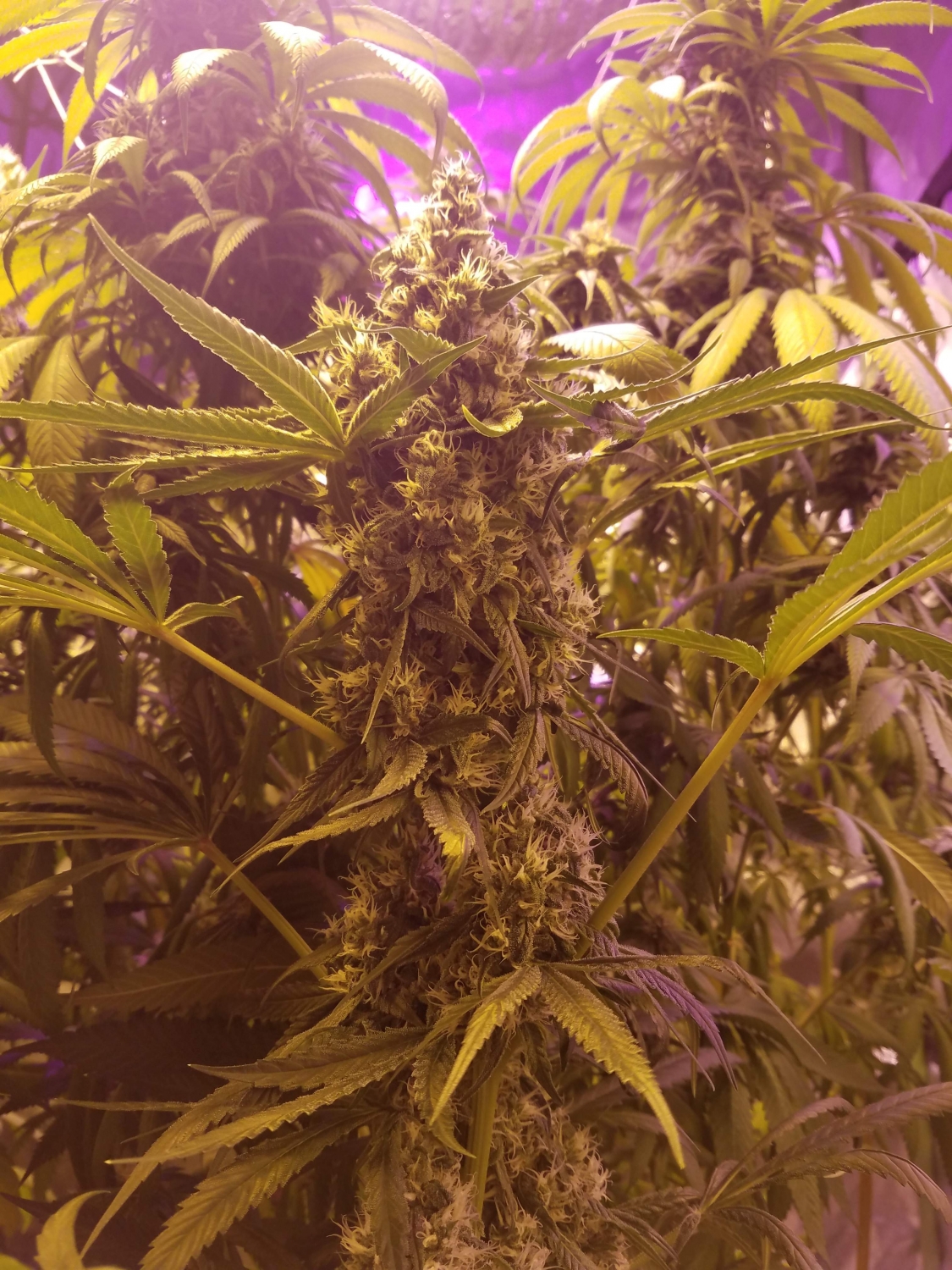 Pineapple Kush Strain Info / Pineapple Kush Weed By MSNL GrowDiaries