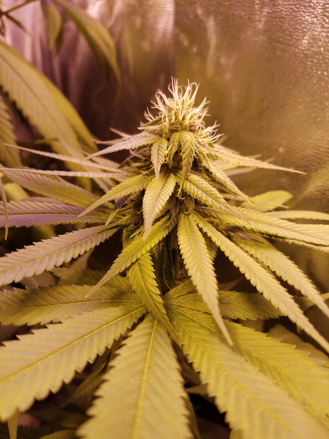 Pineapple Kush Strain Info / Pineapple Kush Weed By MSNL GrowDiaries