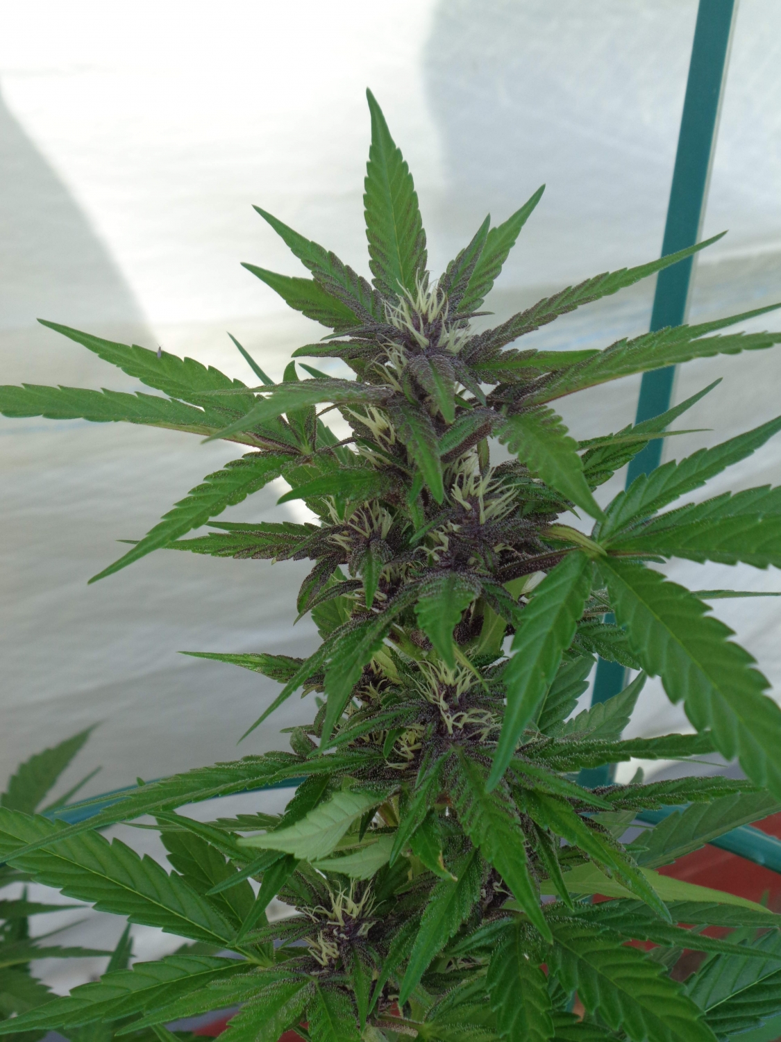 Auto Berry Strain Info / Auto Berry Weed By MSNL GrowDiaries