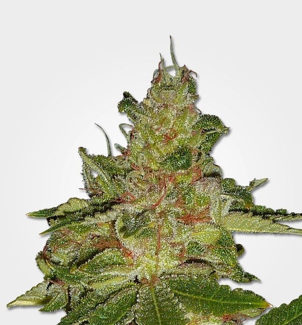 Cherry Kush Strain Info / Cherry Kush Weed By MSNL GrowDiaries
