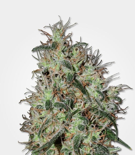 grapefruit strain grapefruit strain