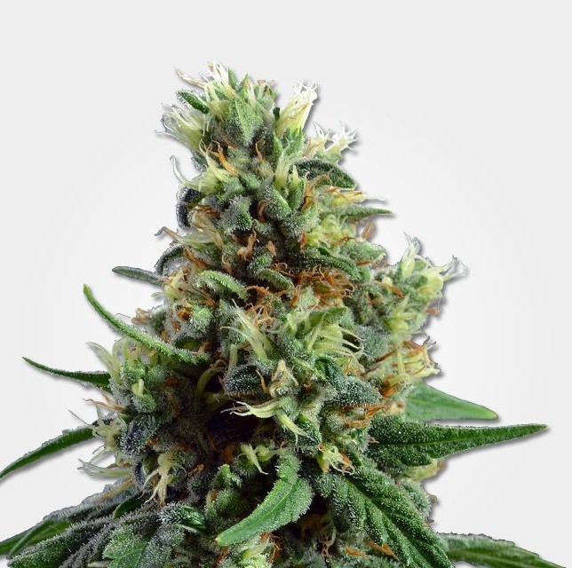Sour Diesel Automatic Msnl Strain Info Growdiaries