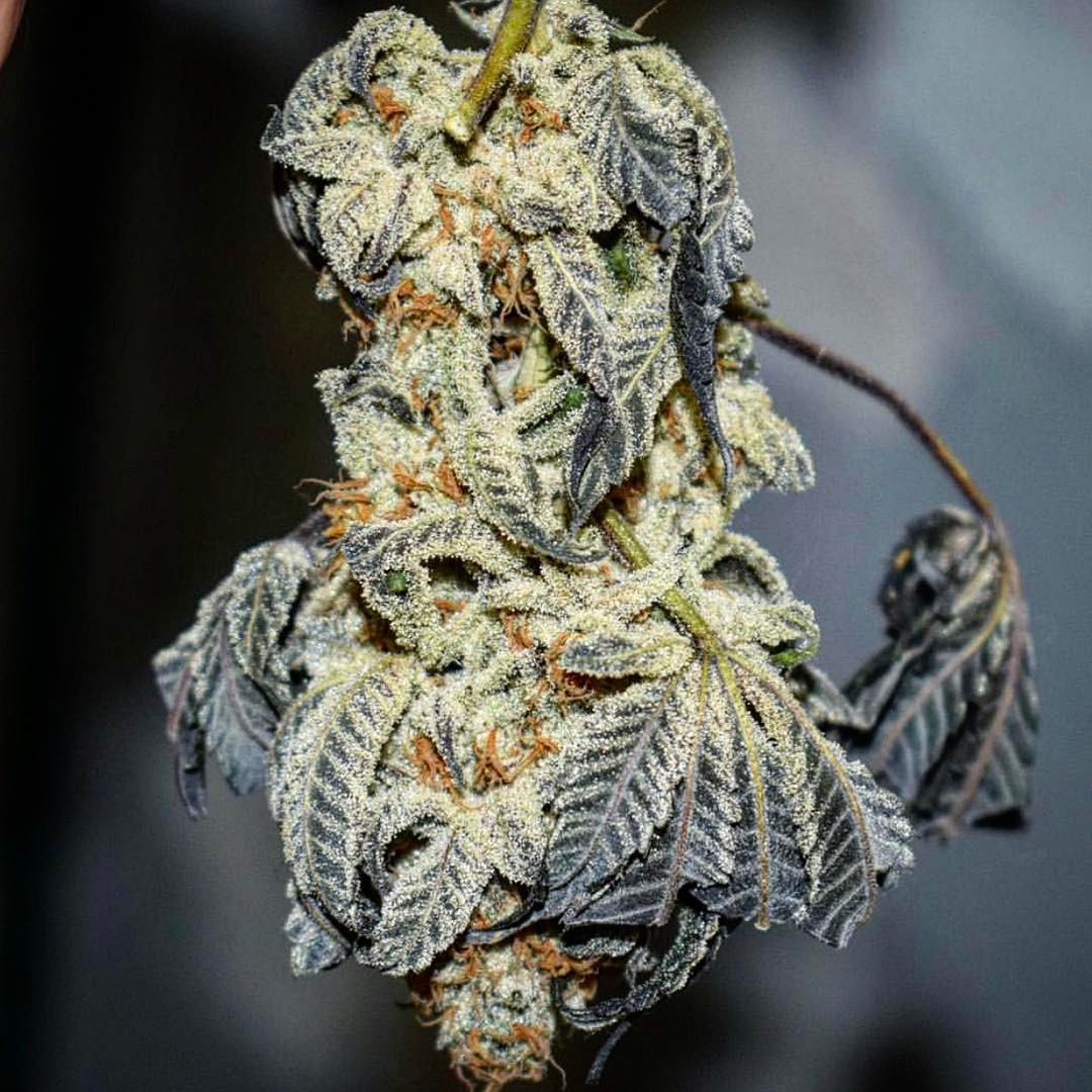 lost-soul-strain-info-lost-soul-weed-by-dungeons-vault-genetics