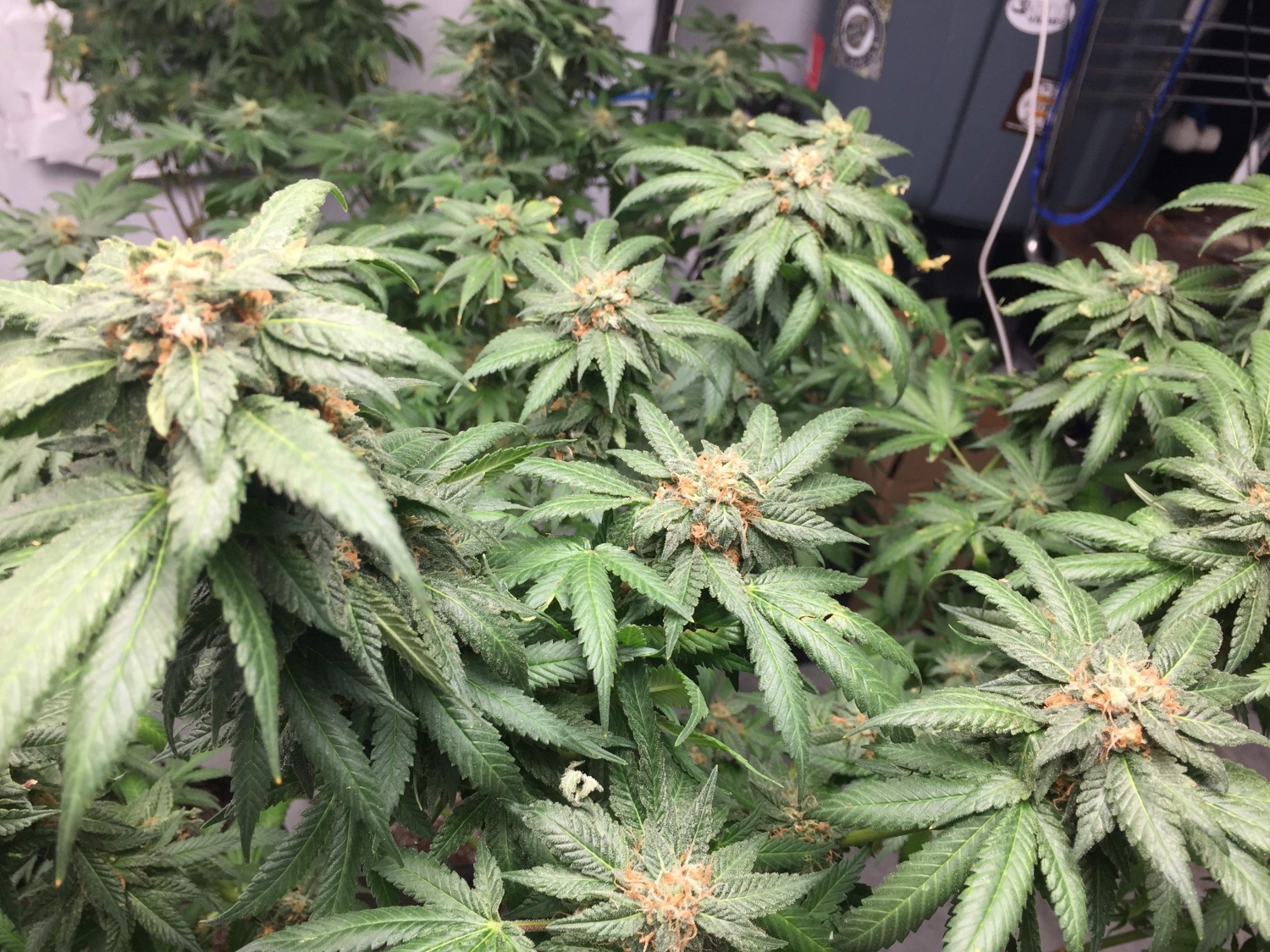 Double Purple Pie Strain Info / Double Purple Pie Weed By In House