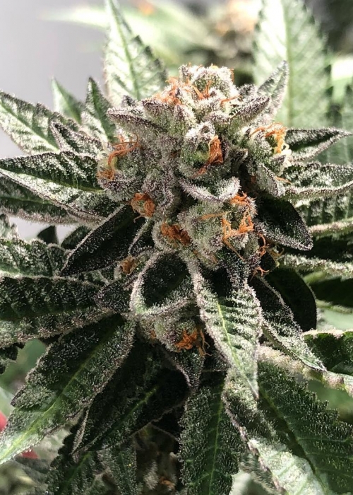 Crystal Cookies / In House strain info GrowDiaries