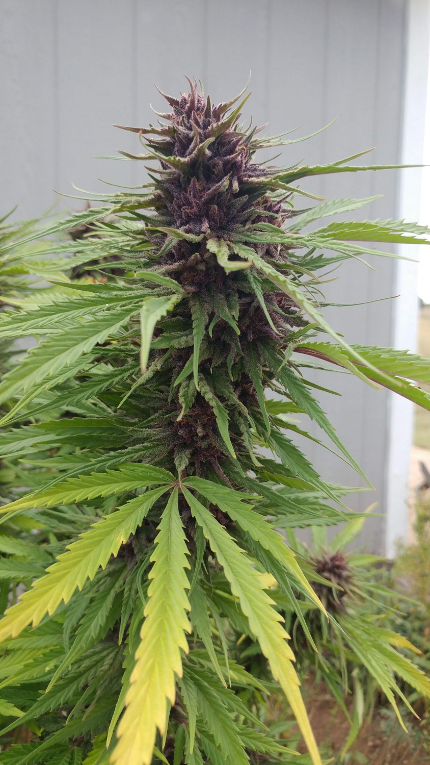 Fat Purple Pie Strain Info / Fat Purple Pie Weed By In House