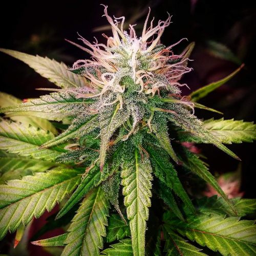 Mango OG Strain Info / Mango OG Weed By In House GrowDiaries