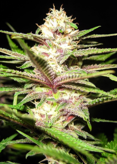 Garlic Storm In House Genetics Strain Info GrowDiaries