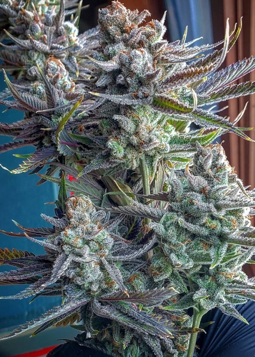 Garlic Storm In House Genetics Strain Info GrowDiaries