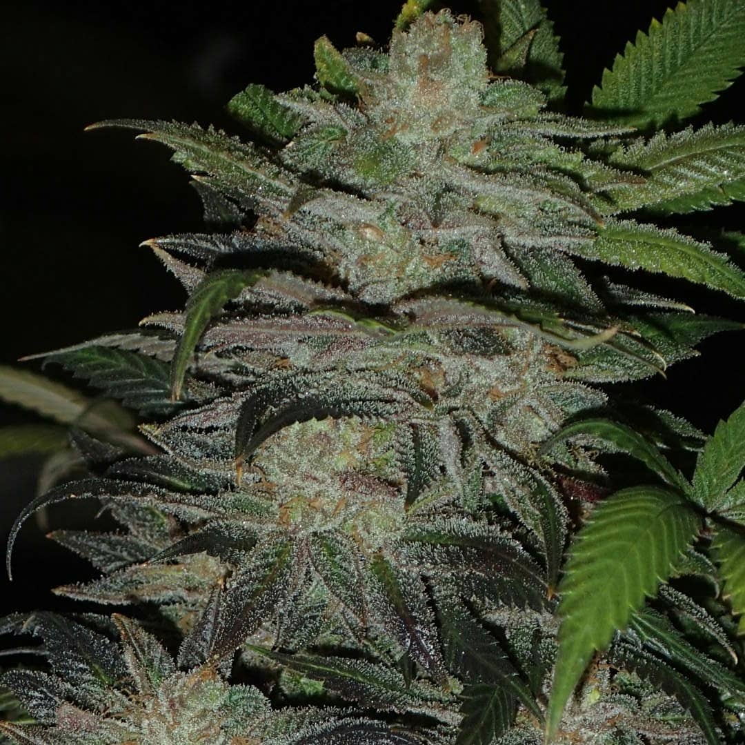 silverback strain genetics