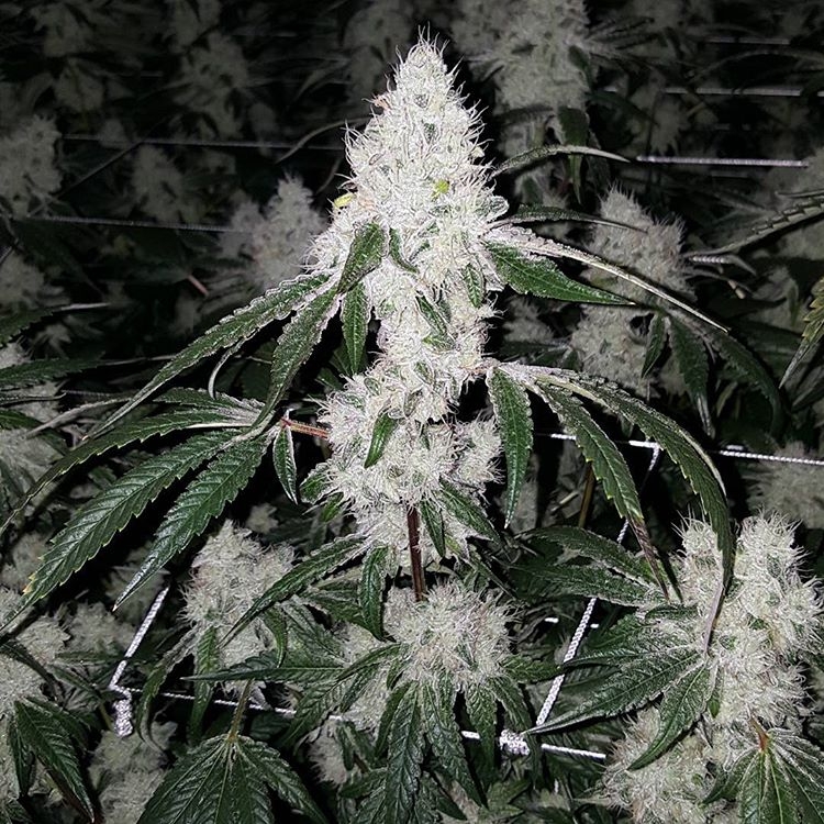 Wedding Cake Strain Info / Wedding Cake Weed By Seed Junky Genetics