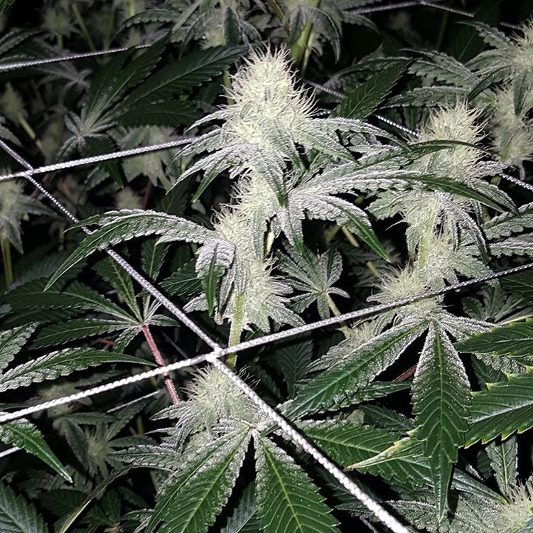 Pie Hoe Strain Info / Pie Hoe Weed By Jungle Boys GrowDiaries