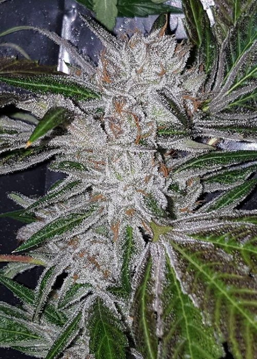 White X Wookies