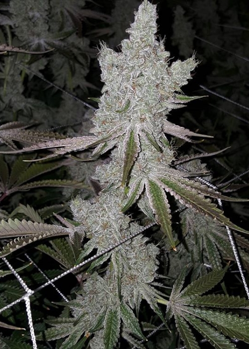 Cookies and Cream
