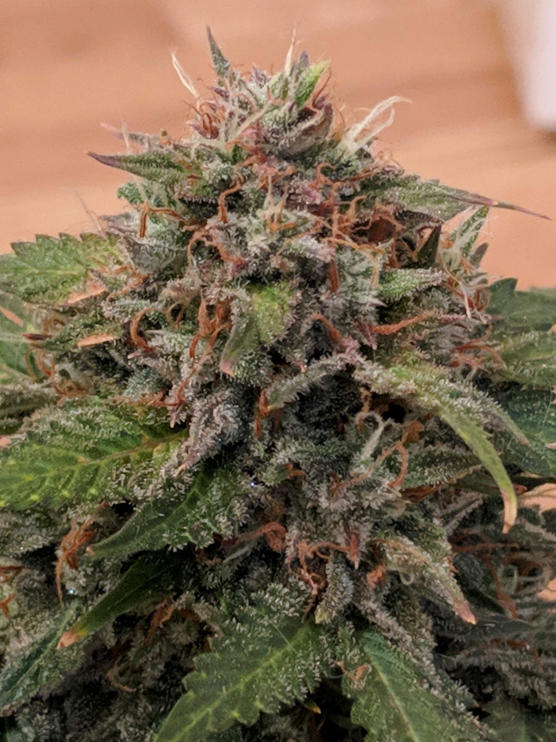 Auto Red Russian XXL Strain Info / Auto Red Russian XXL Weed By Victory