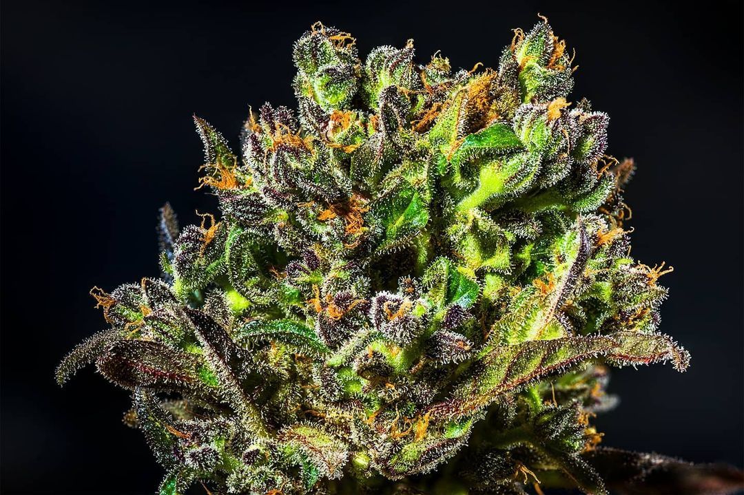 Original Berry Victory Seeds Strain Info Growdiaries