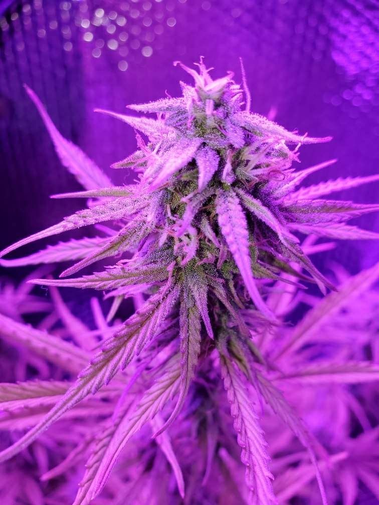 Super Extra Skunk Strain Info / Super Extra Skunk Weed By Victory Seeds