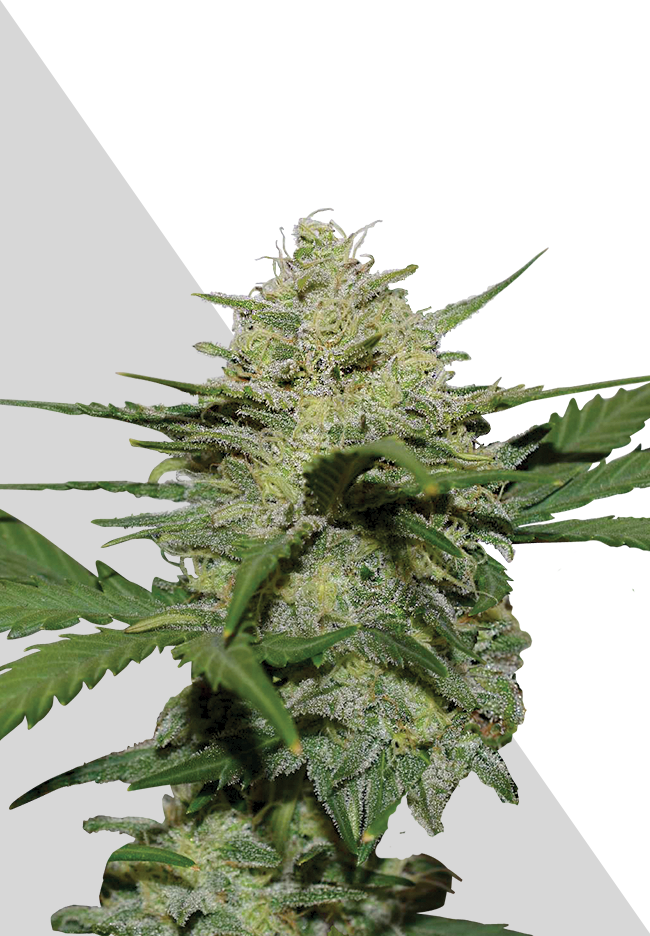 Girl Scout Cookies Auto Auto Seeds Strain Info Growdiaries