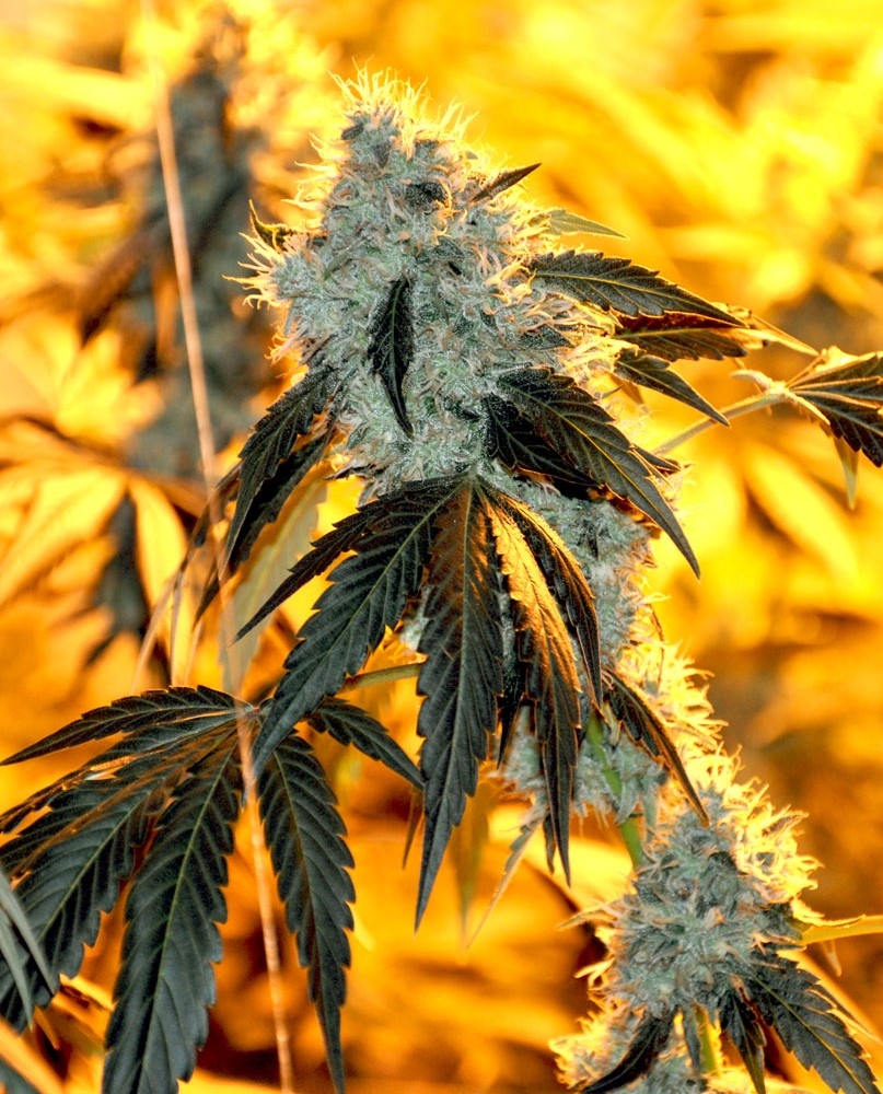 SFV OG Strain Info / SFV OG Weed By Ocean Grown Seeds GrowDiaries