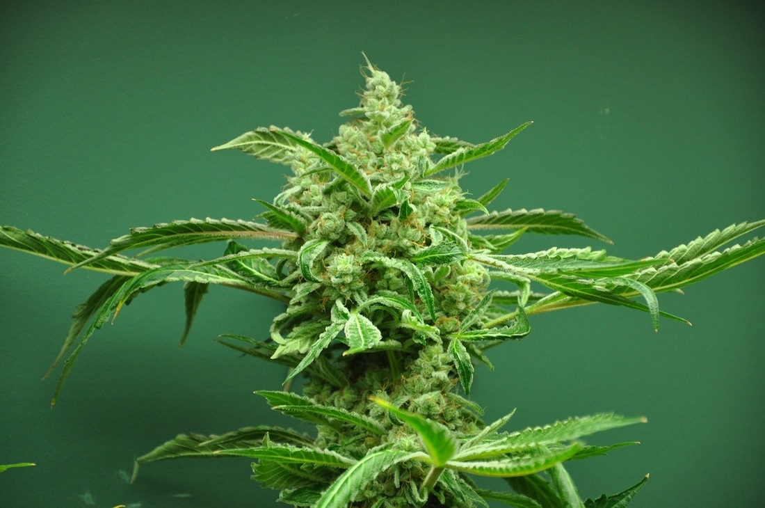 Sleeping Dog Strain Info / Sleeping Dog Weed By Ocean Grown Seeds
