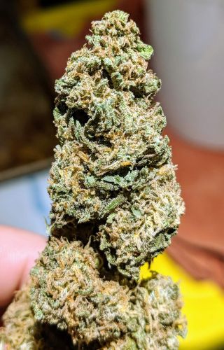 Gorrila Glue #4 (Expert Gorilla) Strain Info / Gorrila Glue #4 (Expert ...