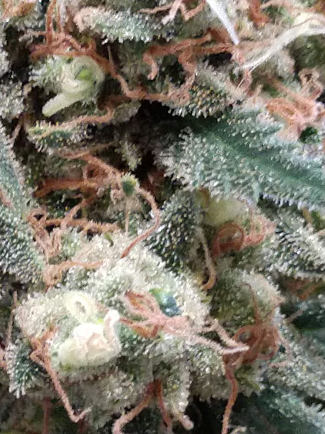 Sweet Zombie Strain Info / Sweet Zombie Weed By Expert Seeds GrowDiaries