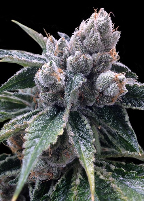 growdiaries