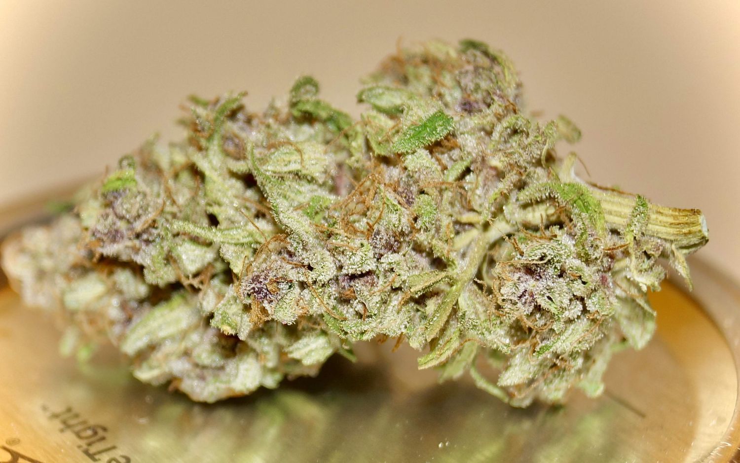 Diesel Strain Info / Diesel Weed By Growers Choice Seeds GrowDiaries