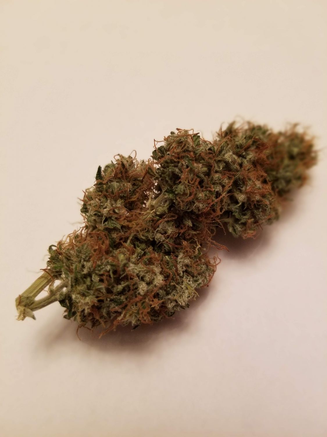 Tangerine Dream Auto Strain Info / Tangerine Dream Auto Weed By Growers