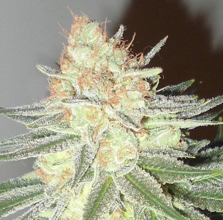 Sweet Candy Cane Strain Info / Sweet Candy Cane Weed By Emerald