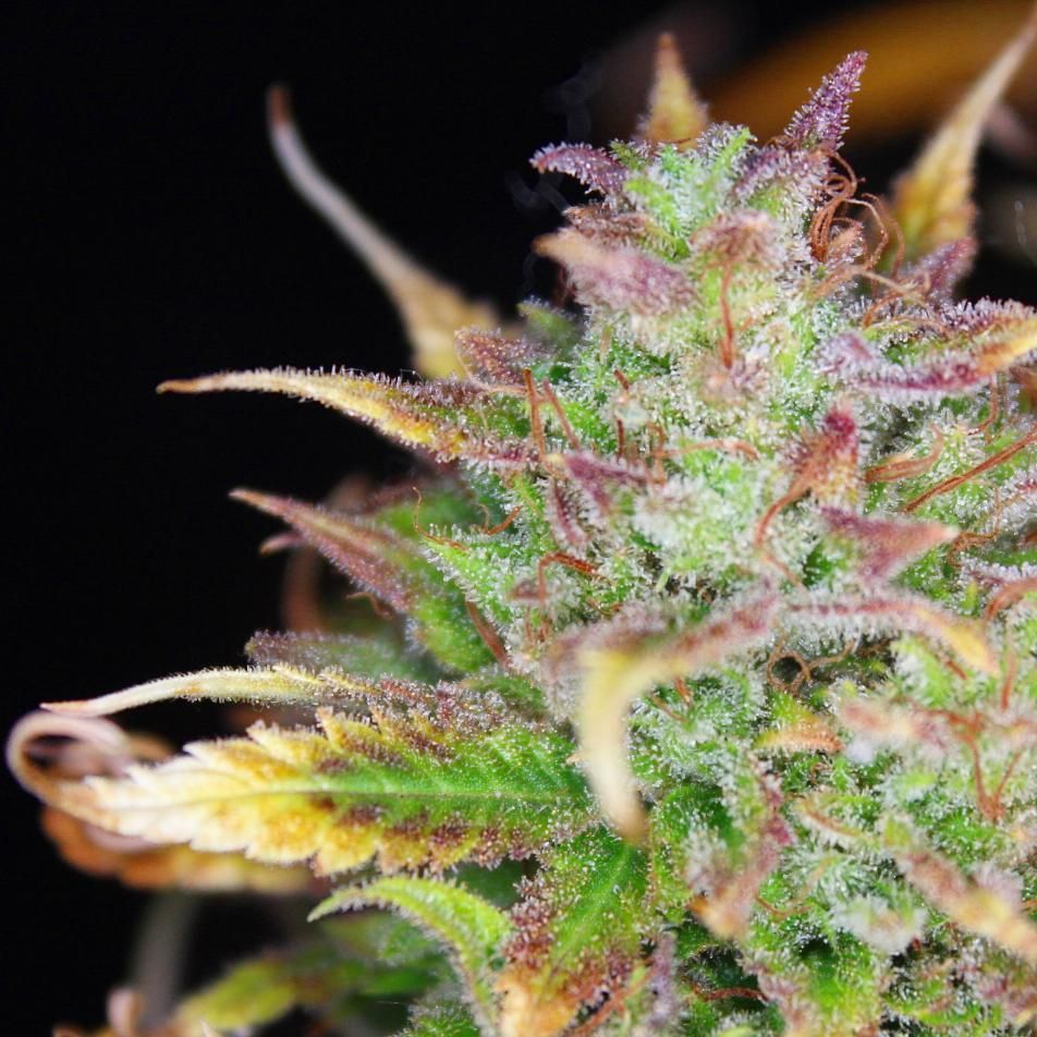 Cosmic Queen Strain Info / Cosmic Queen Weed By Mephisto