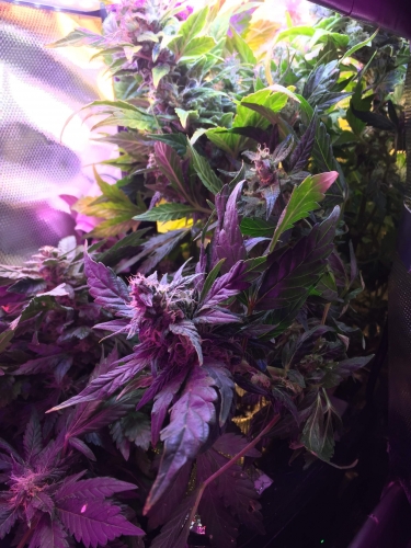 Himalaya Blue Diesel Short Stuff Strain Info Growdiaries