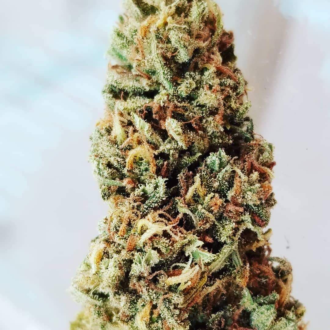 royal blue og