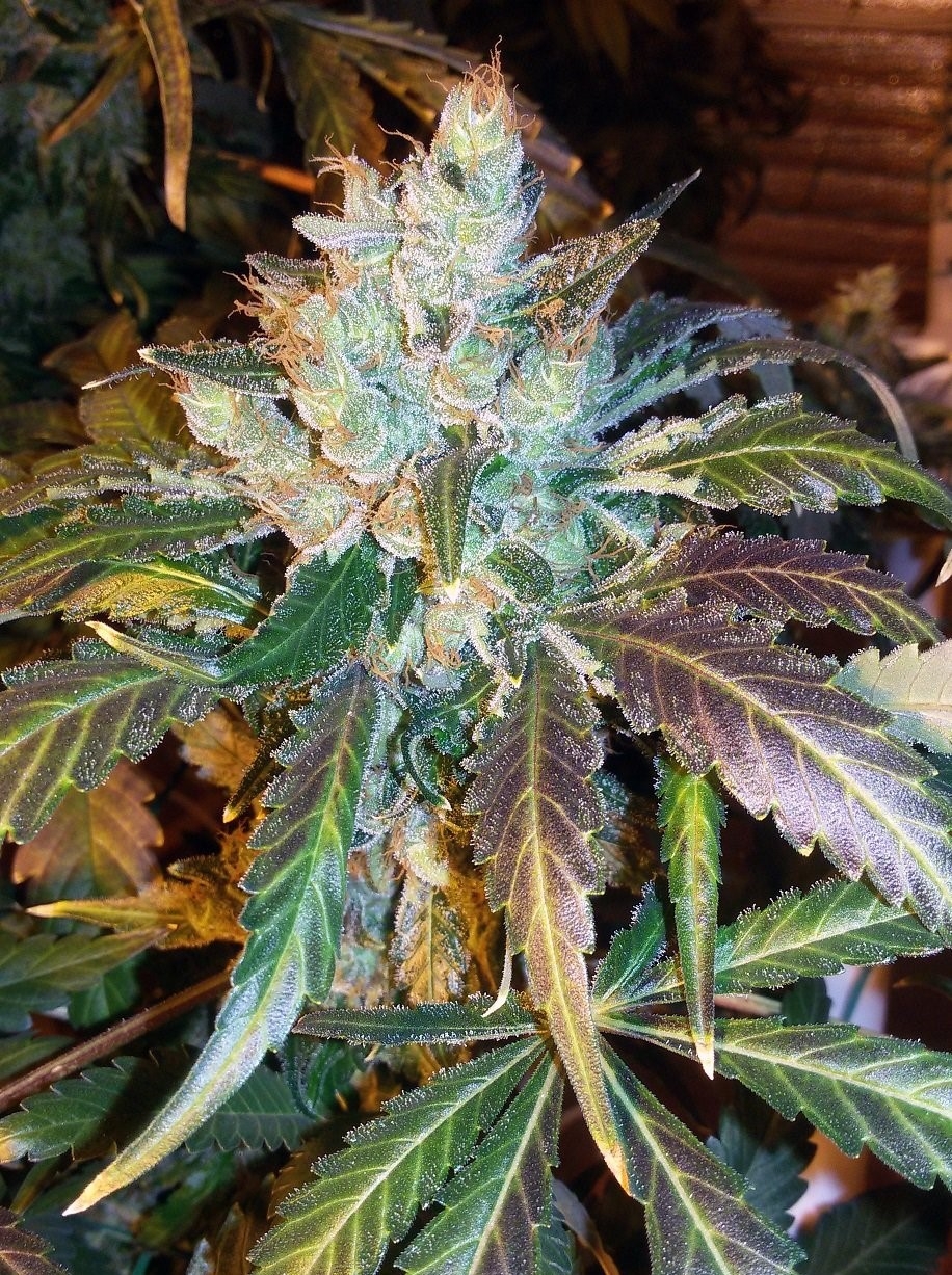 royal blue og