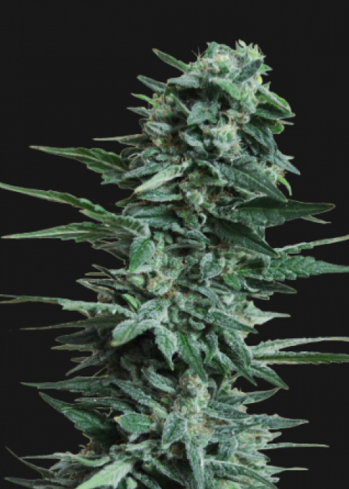 Kalashnikov Express Strain Info / Kalashnikov Express Weed By Kalashnikov  Seeds - GrowDiaries