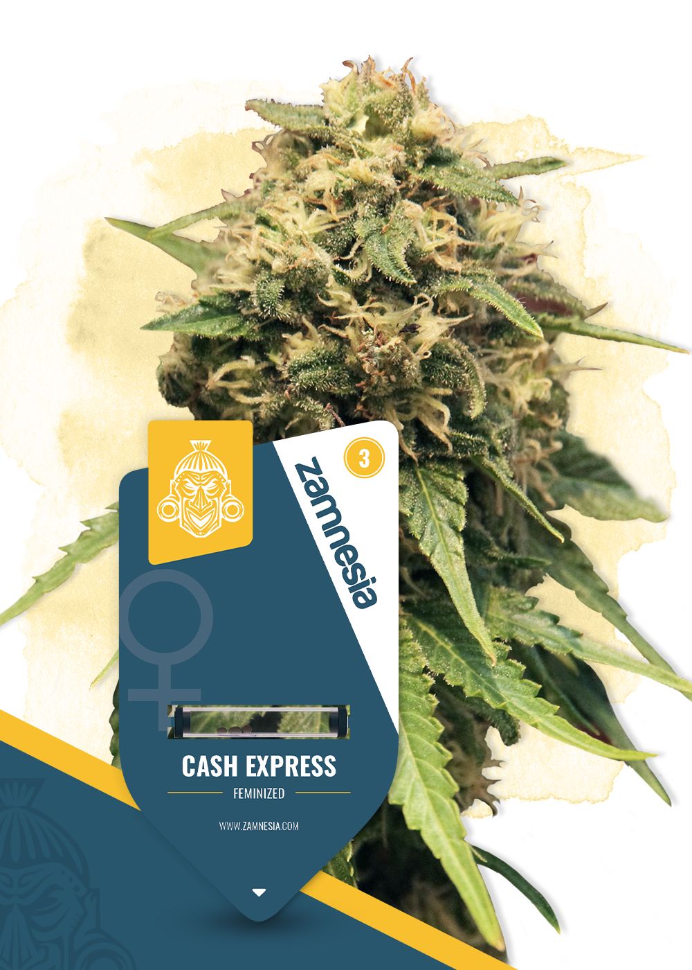 Cash Express Strain Info / Cash Express Weed By Zamnesia Seeds - GrowDiaries