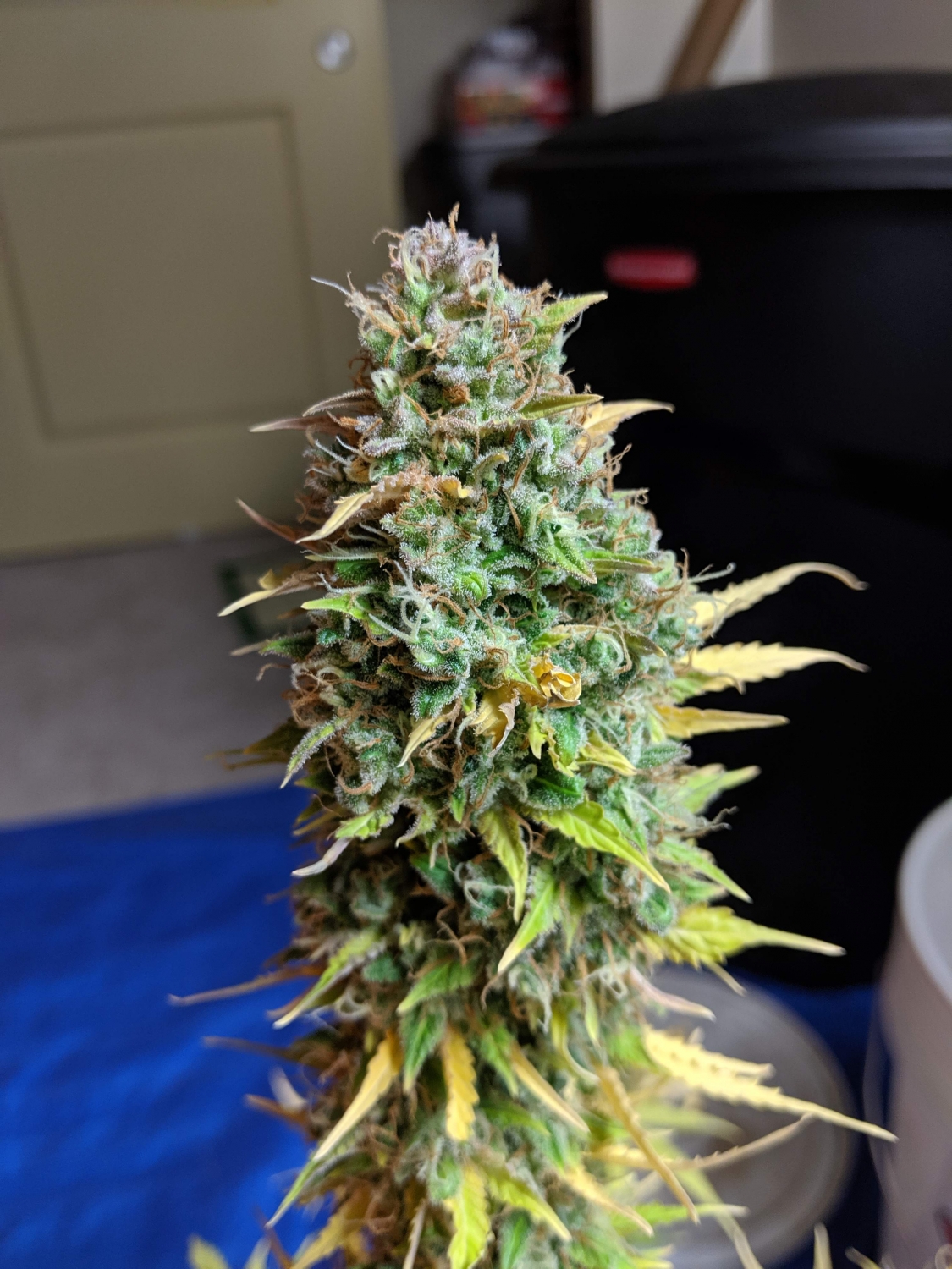 Auto Berry / G13 Labs strain info GrowDiaries