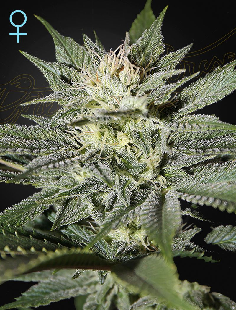King's Kush CBD Strain Info / King's Kush CBD Weed By Green House Seed