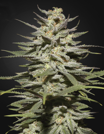 Super Lemon Haze CBD Strain Info / Super Lemon Haze CBD Weed By