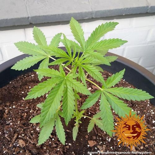 Tangerine Dream Auto Strain Info / Tangerine Dream Auto Weed By Barney