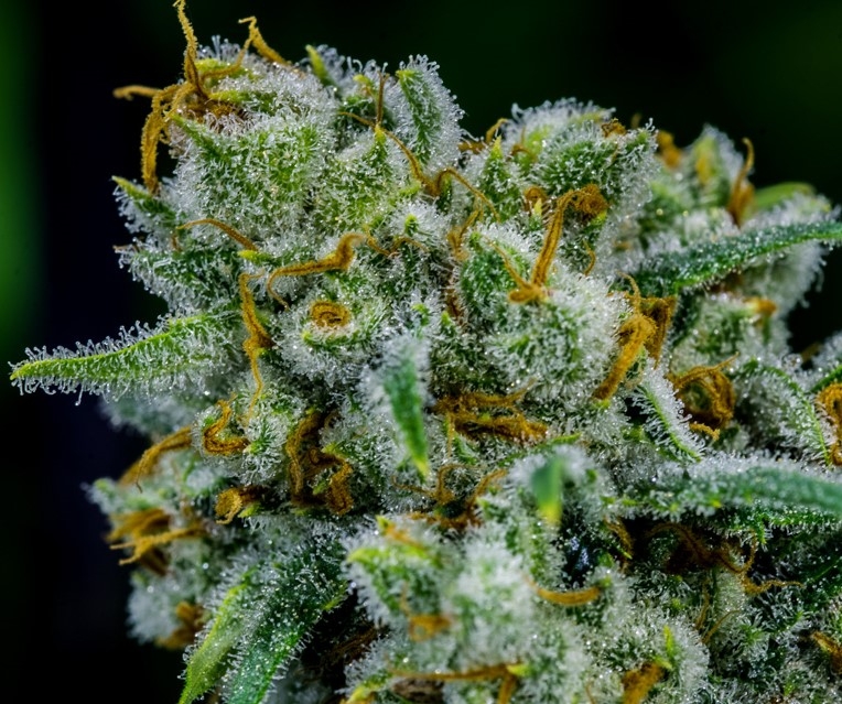 apollo-11-strain-info-apollo-11-weed-by-brothers-grimm-seeds