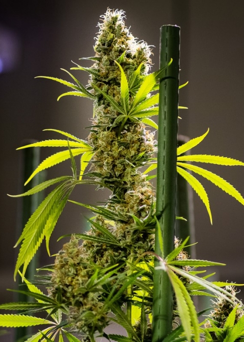 Apollo Xx Brothers Grimm Seeds Strain Info Growdiaries