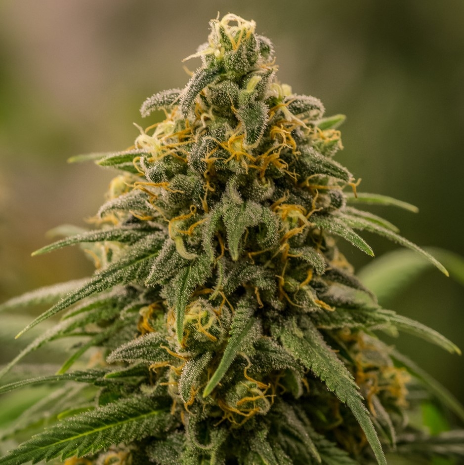 Apollo Xx Brothers Grimm Seeds Strain Info Growdiaries