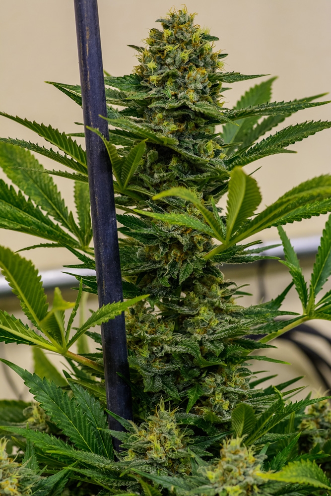 Cinderella Xx Brothers Grimm Seeds Strain Info Growdiaries