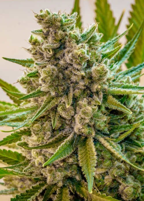 Apollo Xx Brothers Grimm Seeds Strain Info Growdiaries