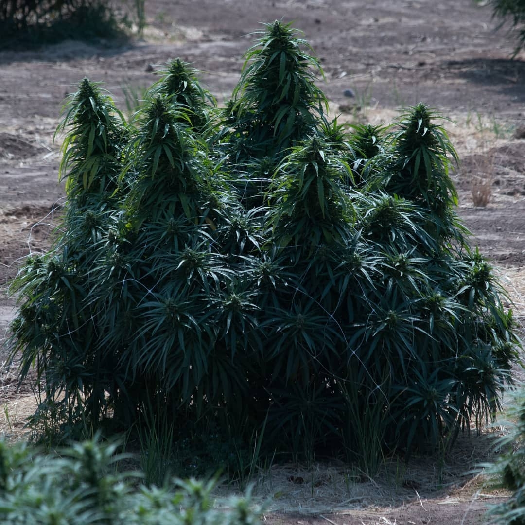 Lebanese Strain Info / Lebanese Weed By The Real Seed Company GrowDiaries