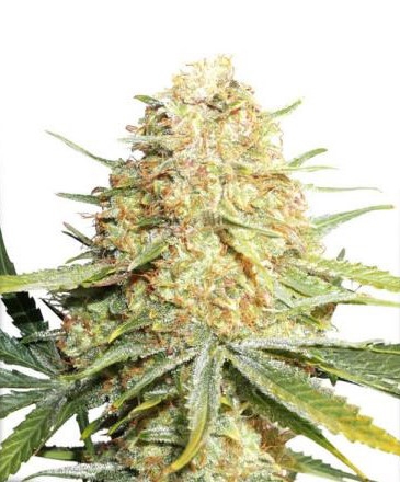 Coffeeshop Willie Wortels Sativa - New in stock 😎✌️ Sour Skittles is a  predominantly sativa mix of Sour Diesel and Bubble GumBoth parent strains  are admired for their exquisite flavors and