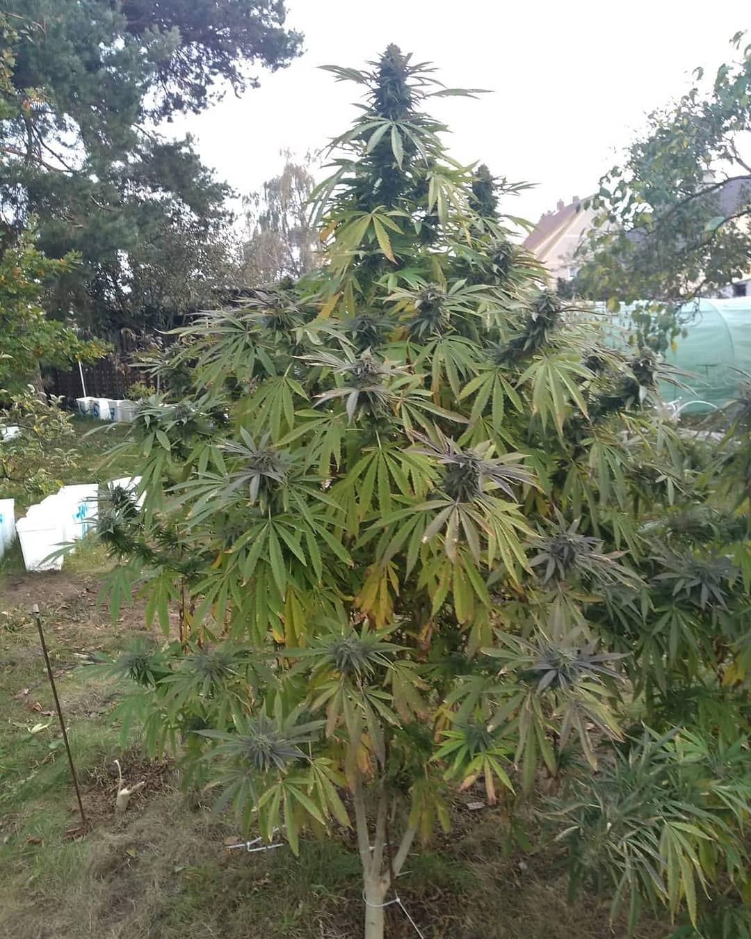 Cbd Cherry Kush Sumo Seeds Strain Info Growdiaries