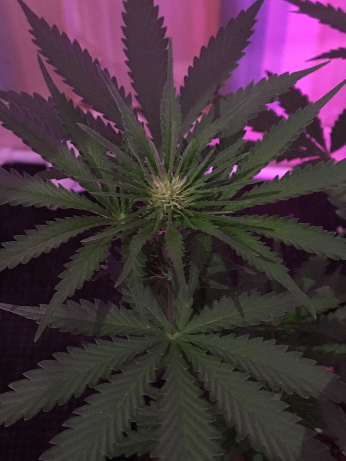 Frozen Tangie Strain Info / Frozen Tangie Weed By Sumo Seeds GrowDiaries